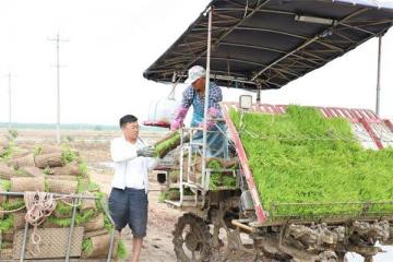 江心沙农场：六月第一天青秧插满田